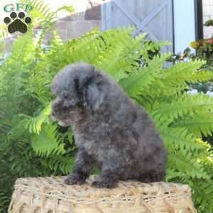 Blitz, Bich-Poo Puppy